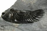 Two Beautiful Mrakibina Trilobites - Mrakib, Morocco #352624-4